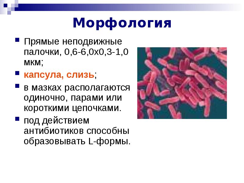 Условно патогенные микроорганизмы