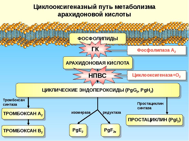 Каскад арахидоновой кислоты схема