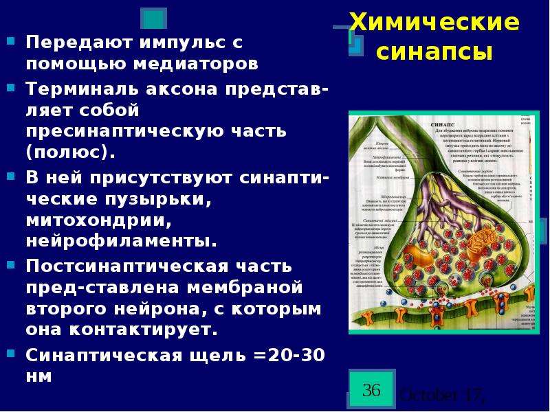 Значение синапса. Строение химического синапса. Функции химического синапса. Синаптическая терминаль. Функции синапса.