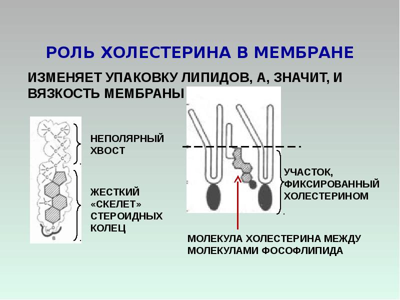 Липиды мембран. Функции холестерина в мембране. Холестерин в мембране клетки функции. Холестерин в клеточной мембране. Роль холестерина в мембране клетки.