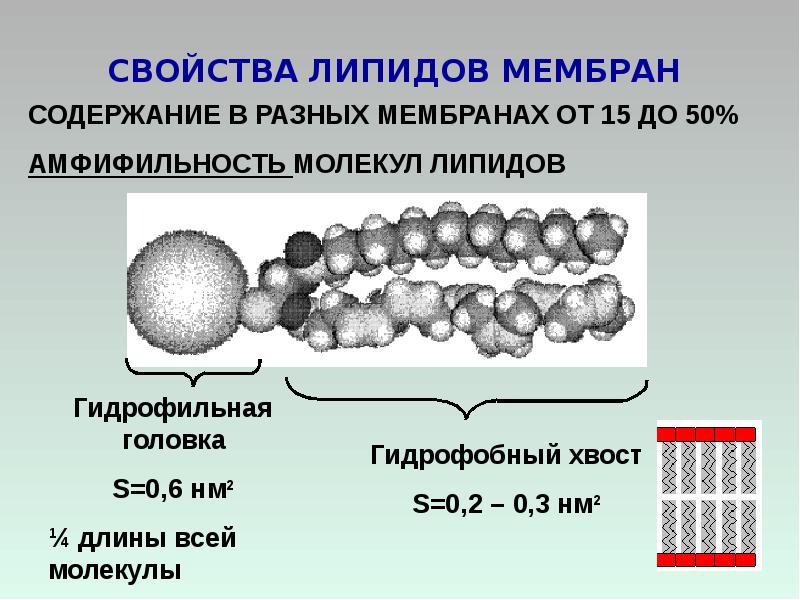 Свойства мембран презентация