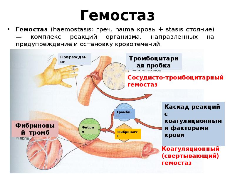 Гемостаз картинки для презентации