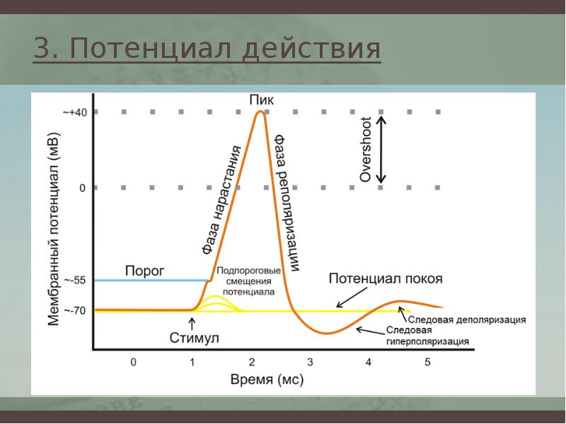 Схема потенциала действия физиология