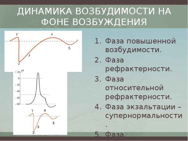 Период возбудимости. Фазы изменения возбудимости. Динамика возбудимости. Фазовые изменения возбудимости. Изменение возбудимости при возбуждении.