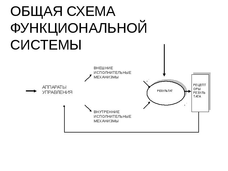 Принципиальная схема функциональной системы поведенческого уровня