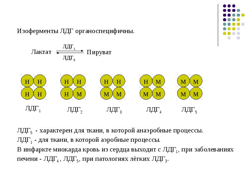 Ферменты изоферменты. Строение изоферментов ЛДГ. ЛДГ 1 И ЛДГ 2. Изоферменты лактатдегидрогеназы (ЛДГ). Изоферменты особенности строения.