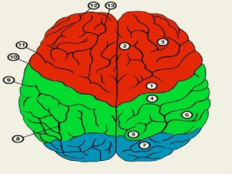 Презентация кора головного мозга