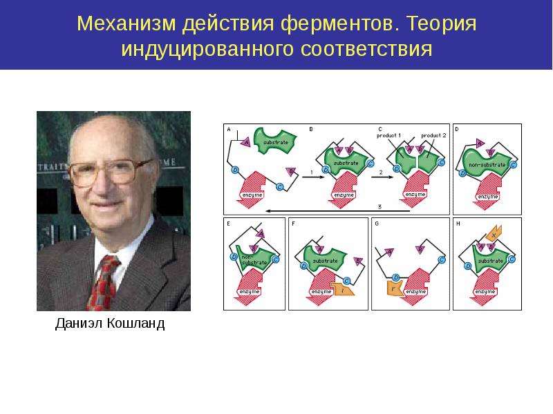 Механизм ферментов. Теория Даниэля Кошланда. Теория индуцированного соответствия Кошланда. Теория Кошланда ферменты. Гипотеза Фишера и Кошланда.