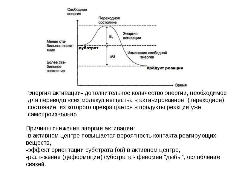 Энергия активации. Понятие свободной энергии, энергия активации. Ферменты энергия активации ферментов. Энергия активации и энергия Гиббса. Энергия активации график.