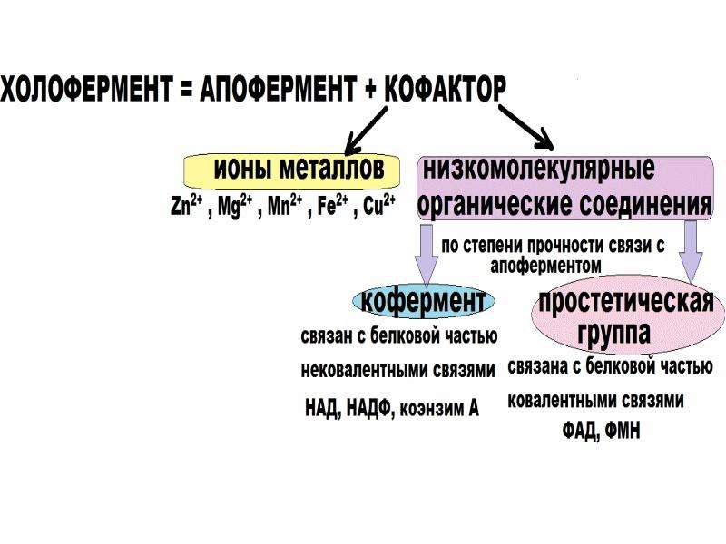 Назовите части фермента. Строение фермента. Структура ферментов. Структура простых ферментов. Строение ферментов кофакторы и коферменты.