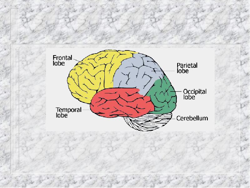 Развитие мозга у ребенка презентация