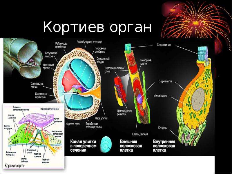 Кортиев орган. Кортиев орган внутреннего уха функции. Кортиев орган строение. Строение уха Кортиев орган. Стереоцилии Кортиев орган.