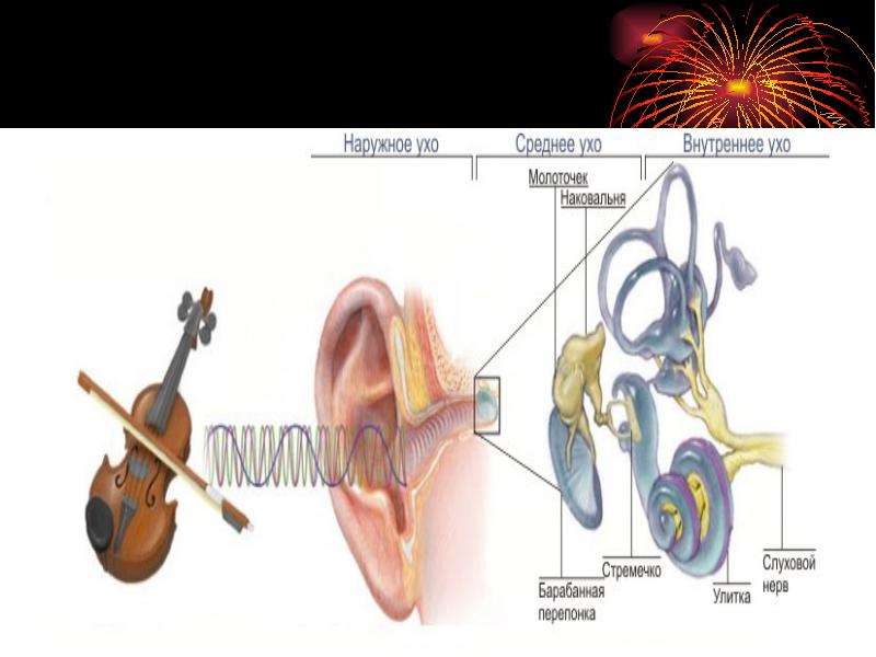 8 орган слуха и равновесия. Строение органа слуха и равновесия анатомия. Орган слуха и равновесия 8 класс. Строение органа слуха и равновесия. Строение органа слуха.