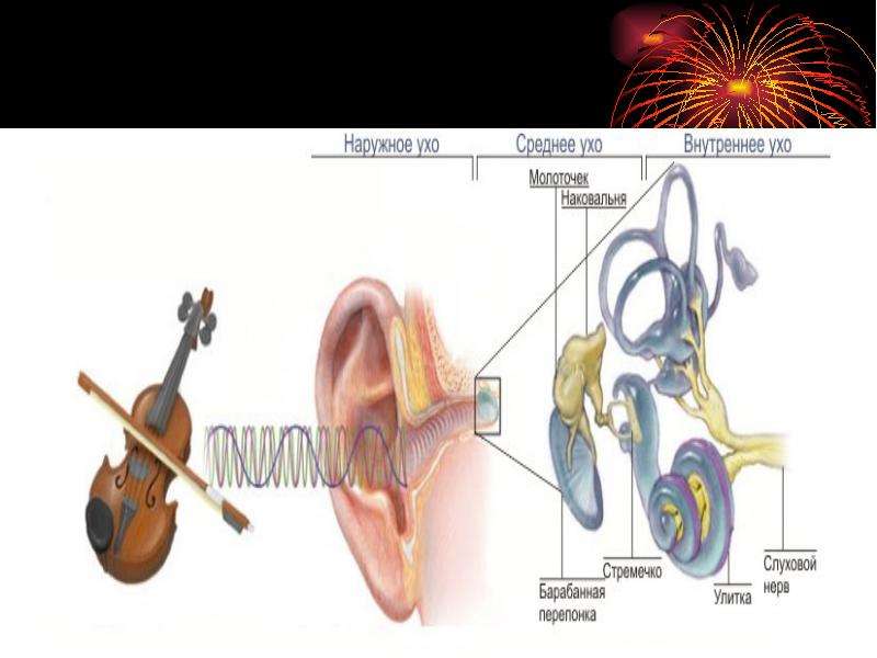 Презентация орган слуха и равновесия анатомия