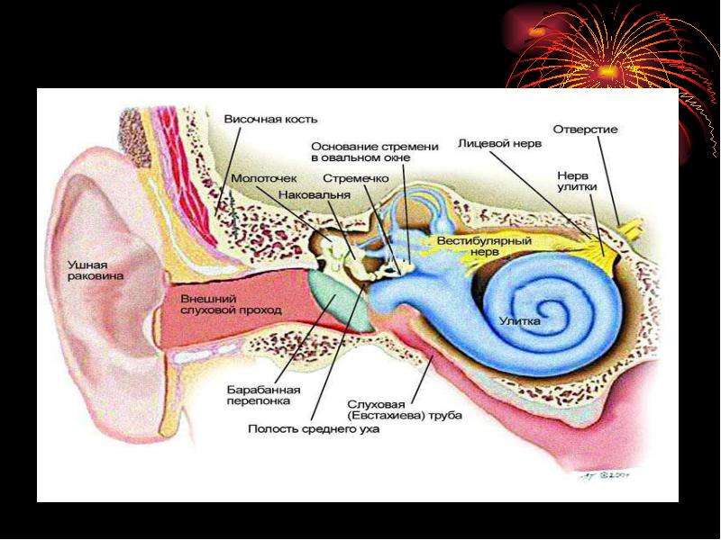Презентация орган слуха и равновесия анатомия