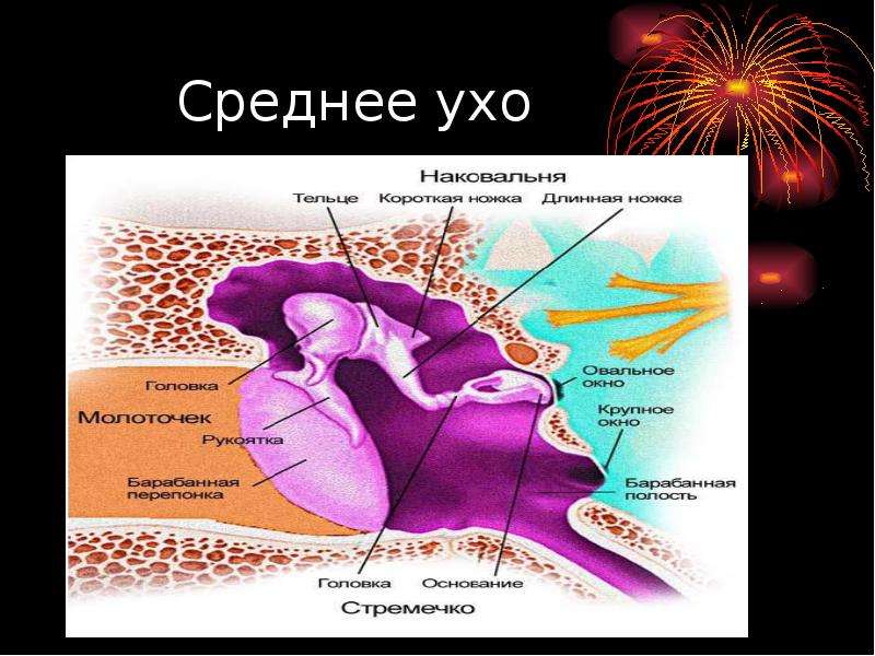 Среднее ухо где. К структурам среднего уха относят. Составные части среднего уха. Среднее ухо строение. В полости среднего уха расположены.