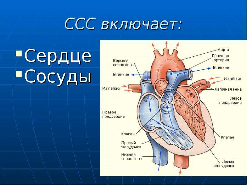 Какие сосуды в левом предсердии. Строение сердца биология. Строение сердца 8 класс биология. Строение человеческого сердца. Строение сердца человека схема.