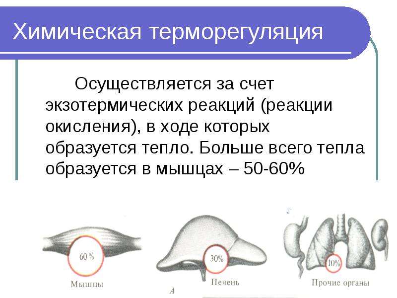 Кожа и терморегуляция