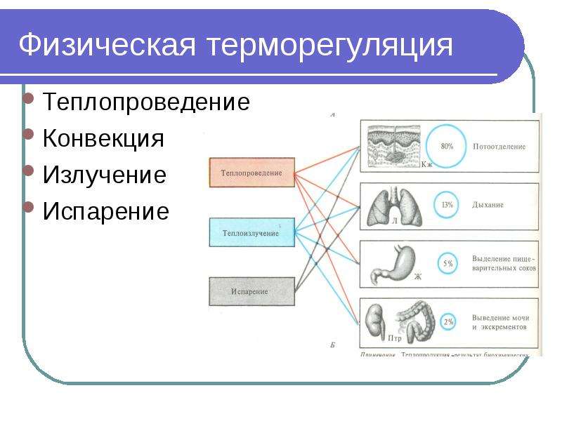 Терморегуляция физиология презентация