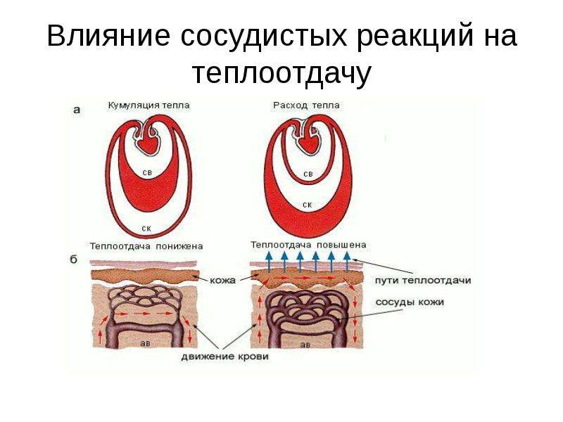 Презентация терморегуляция организма закаливание биология 8 класс