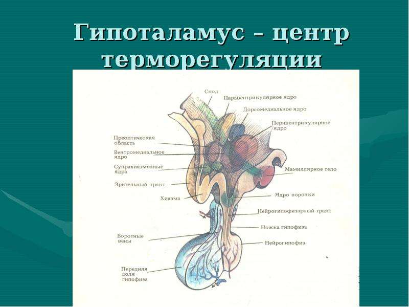 Где располагается высший центр терморегуляции. Гипоталамус центр терморегуляции. Гипоталамус центр терморегуляции ядро. Центры теплорегуляции гипоталамусе. Гипоталамические центры терморегуляции.