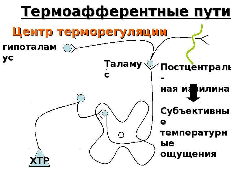 Механизм терморегуляции презентация