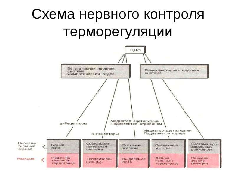 Жкт презентация физиология