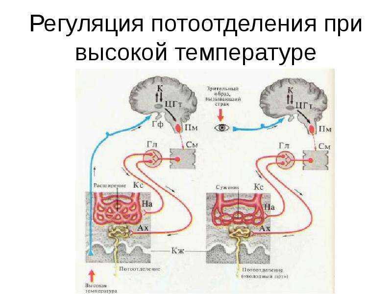 Презентация терморегуляция организма закаливание биология 8 класс