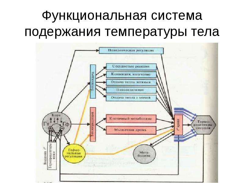 Функциональные системы организма это. Механизмы поддержания постоянства температуры тела физиология. Функциональная система терморегуляции человека. Функциональная система терморегуляции физиология. Функциональная система регуляции температуры тела.