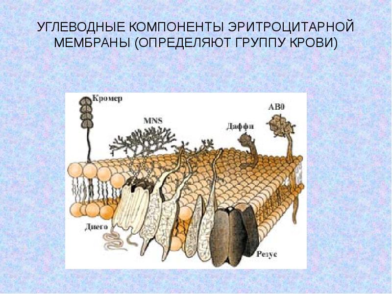 Гликокаликс растительных клеток. Углеводный компонент мембраны. Углеводный компонент муцина. Углеводный компонент животных.