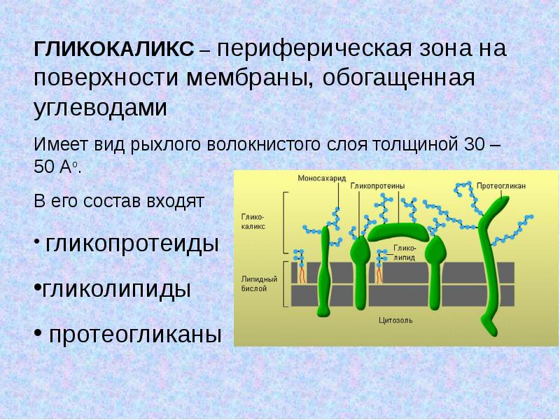 В состав мембраны входят. Гликокаликс химический состав. Строение и функции гликокаликса. Гликокаликс строение и функции. Биологической мембраны гликокаликс.