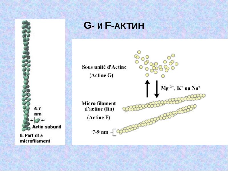 Актин входит в состав. Фибриллярный актин. F актин. G актин и f актин. Глобулярный актин.