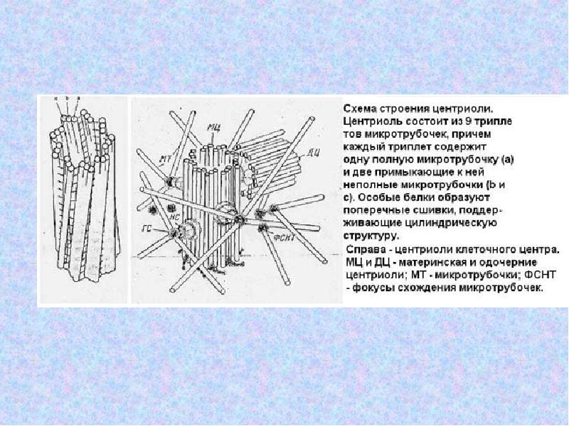 Центриоли рисунок егэ