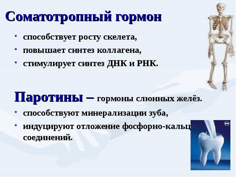 Рост скелета. Гормон роста скелета. Соматотропный гормон способствует. Соматотропный гормон стимулирует Синтез. Соматотропный гормон презентация.