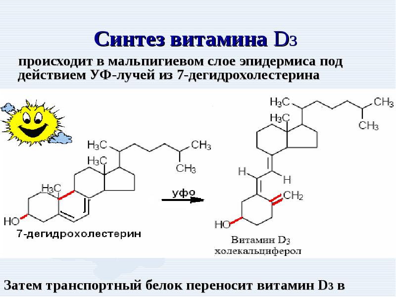 Синтез витаминов в организме. Синтез витамина д3 из холестерина биохимия. Образование витамина д3 из холестерола. Синтез витамина д3 из холестерола. Реакция синтеза витамина д3.