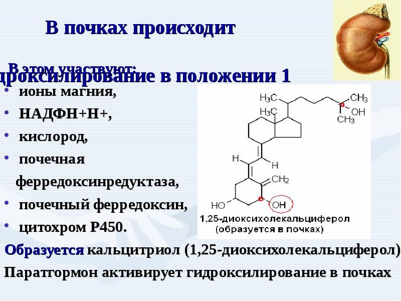 Кальций биохимия презентация