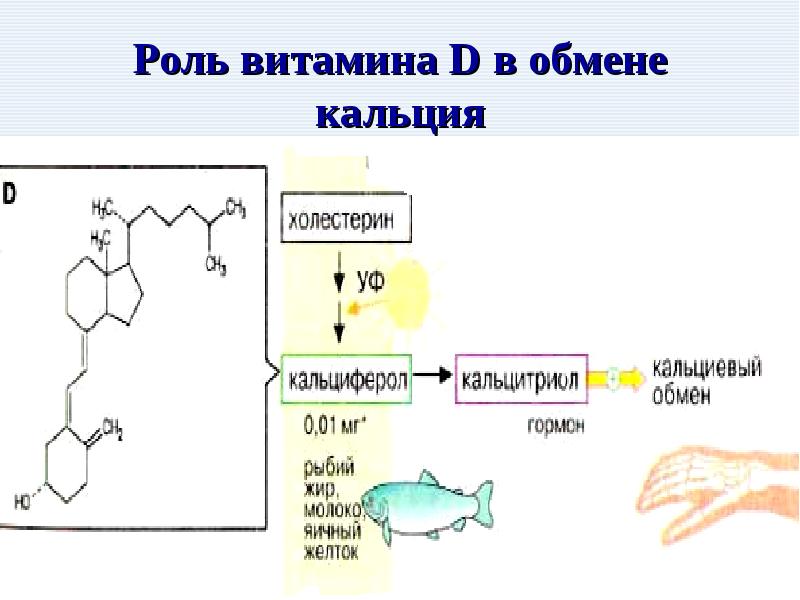 Са д3. Роль витамина д3. Д кальциферол функции. Роль витамина д кальциферол. Витамин д в обмене кальция.