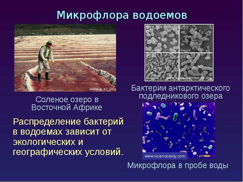 Экология микроорганизмов презентация