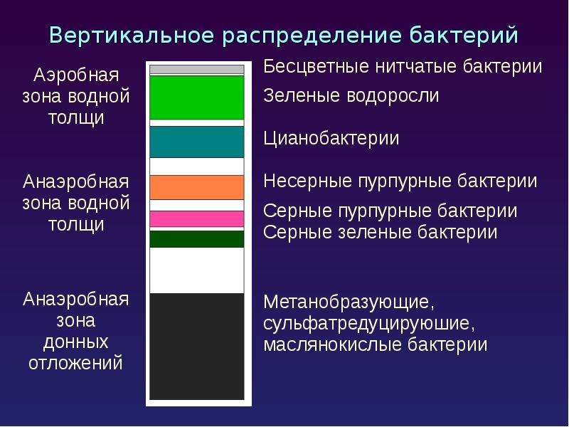 Экология микроорганизмов презентация