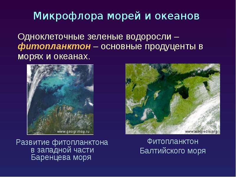 Экология микроорганизмов презентация