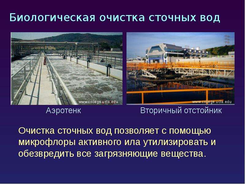 Экология микроорганизмов презентация