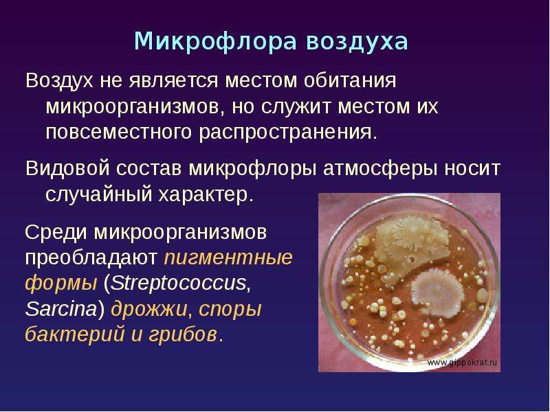 Экология микроорганизмов презентация