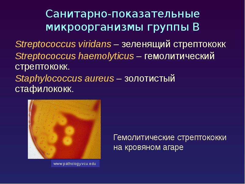 Презентация почвенные микроорганизмы