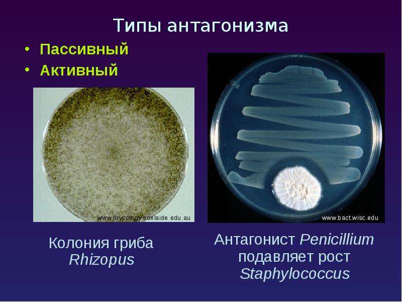 Экология микроорганизмов микробиология. Антагонизм примеры. Антагонизм это в биологии. Антагонизм примеры в биологии. Фактор микробного антагонизма.