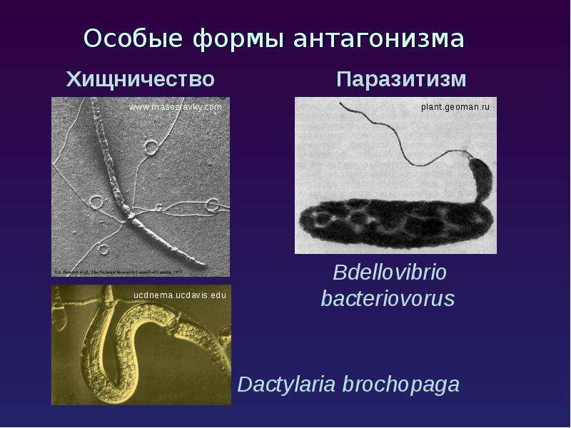 Презентация почвенные микроорганизмы