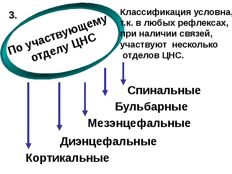 Рефлекторная деятельность нервной системы презентация 8 класс