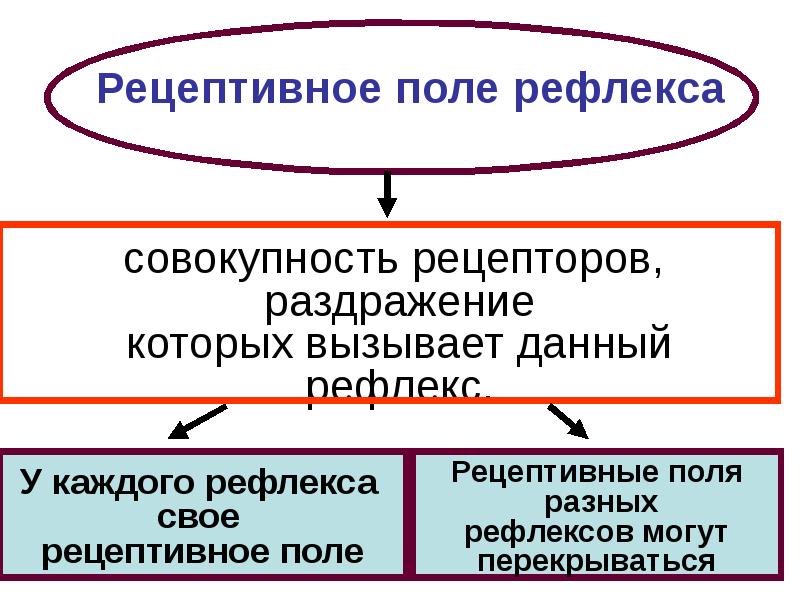 Рецептивное поле рефлекса. Рецепторное Пон рефлекса. Рецептивное поле рефлекса физиология. Понятие о рецептивном поле.