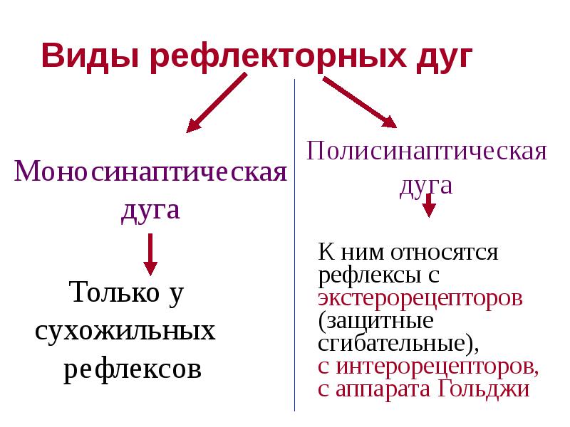 Типы рефлексов. Виды рефлекторных дуг. Рефлекторная дуга виды. Вилы рефлекторной дуги. Виды рефдективной дуги.