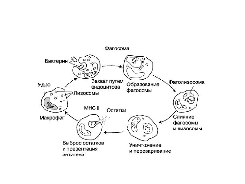 Зарисовать схемы механизма образования иммунитета клеточный фагоцитоз