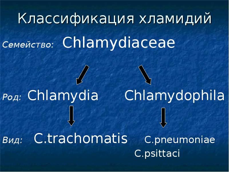 У лидии хламидии камеди. Хламидии семейство. Хламидиоз семейство род вид. Гонорея семейство род вид.
